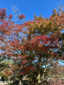 やまなみ五湖紅葉情報2024の写真